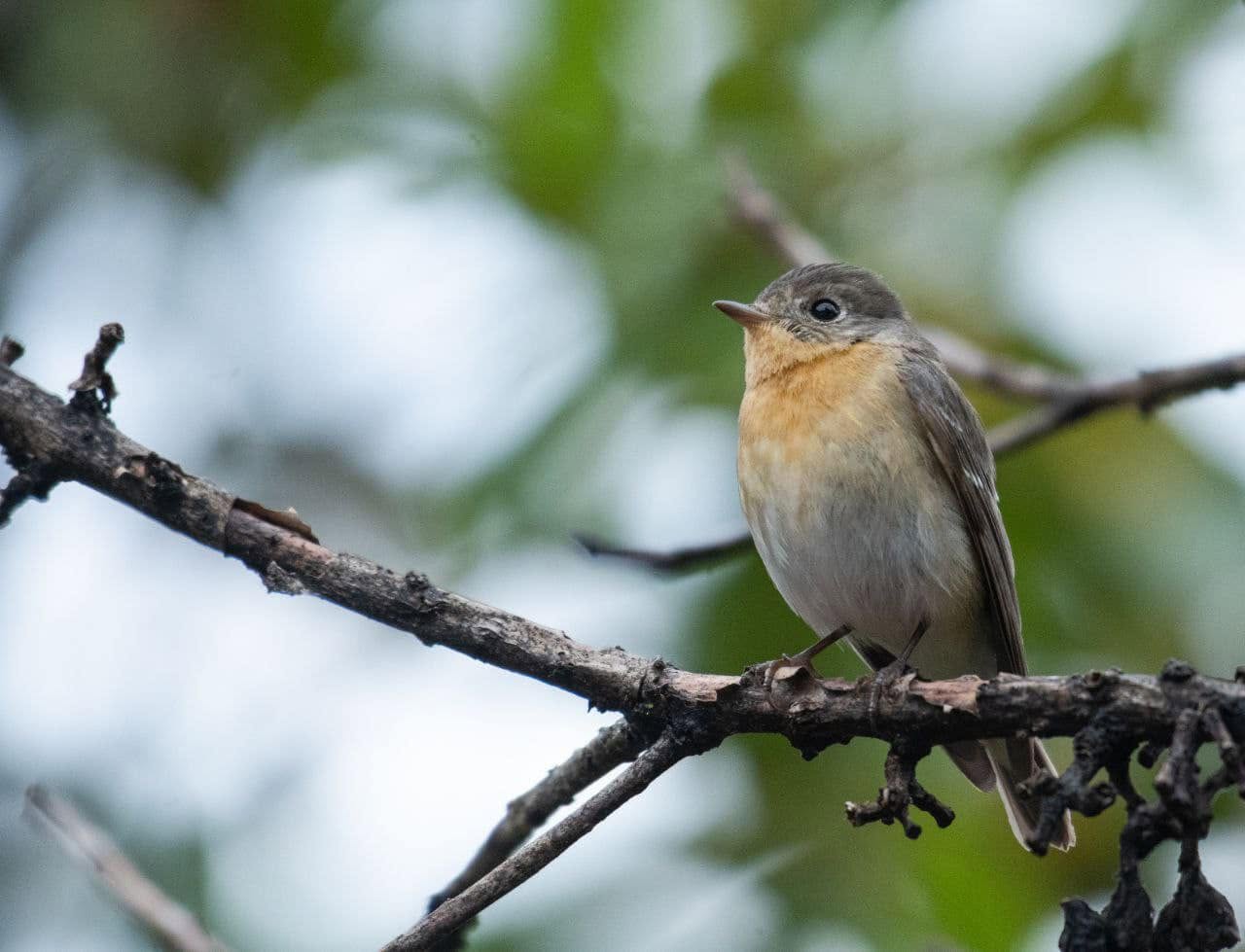 Mugimaki Flycatcher — Borneo wildlife, book, free download, jungle tour, bird, bird tour