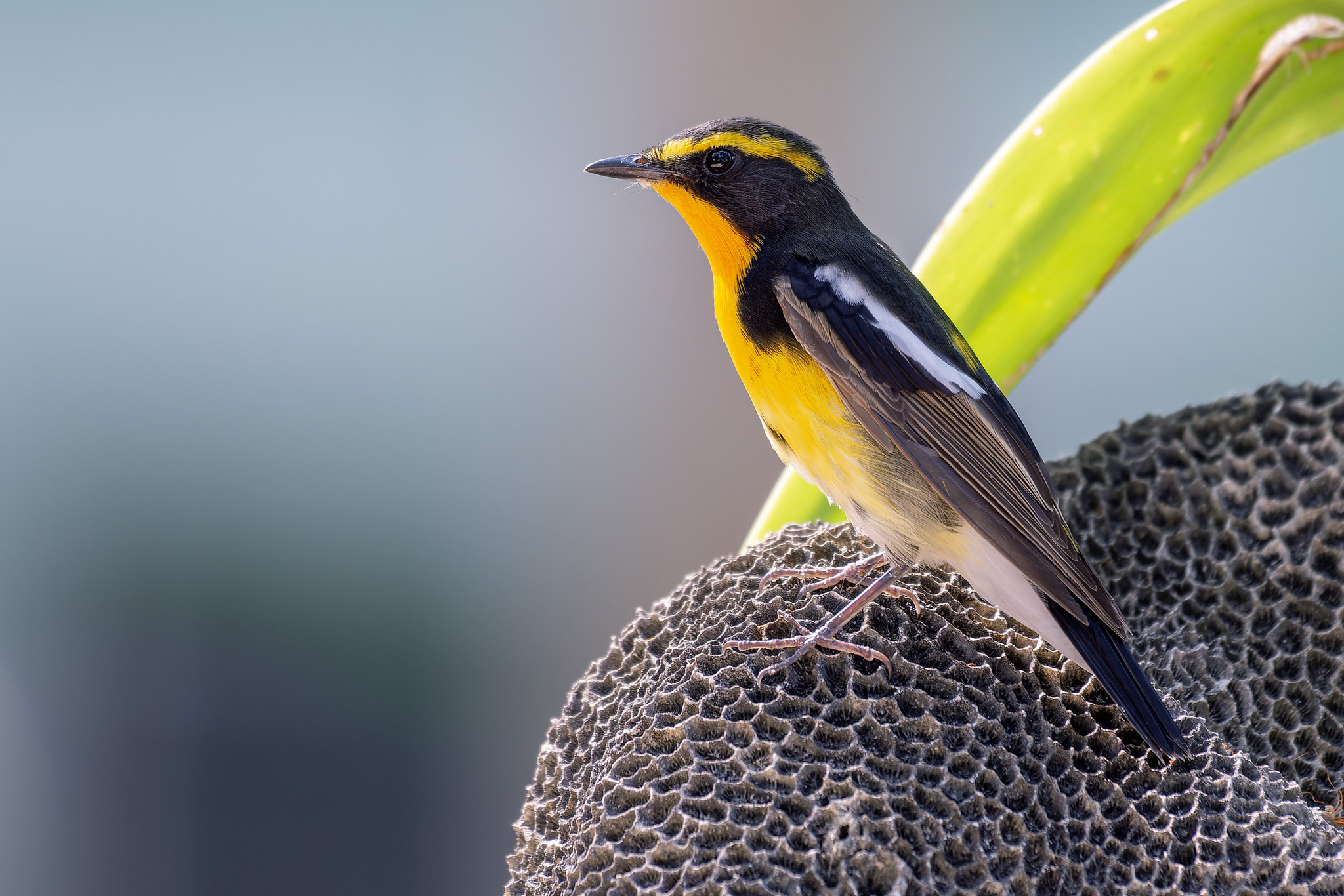 Narcissus Flycatcher — Borneo wildlife, book, free download, jungle tour, bird, bird tour