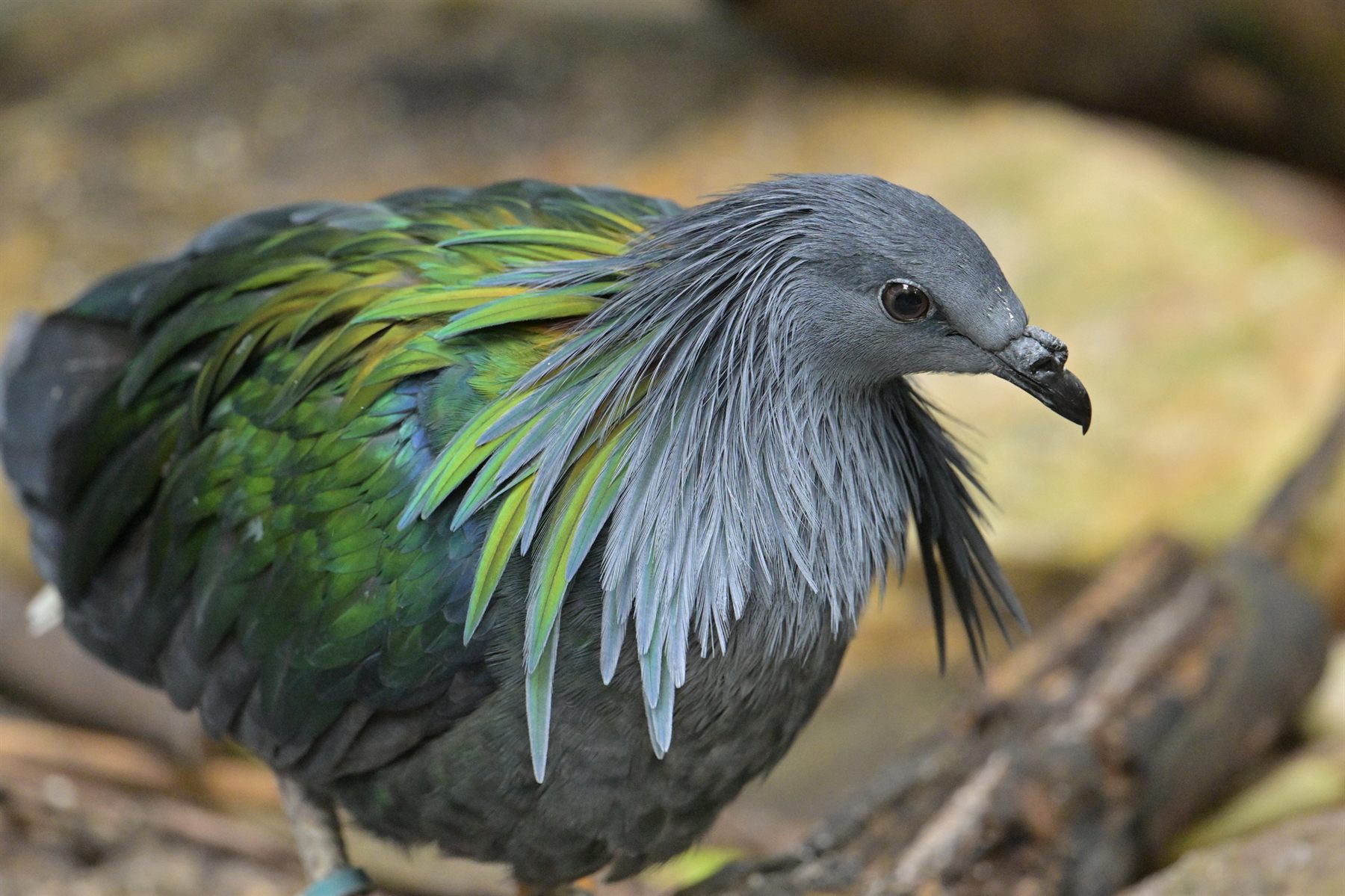 Nicobar Pigeon — Borneo wildlife, book, free download, jungle tour, bird, bird tour