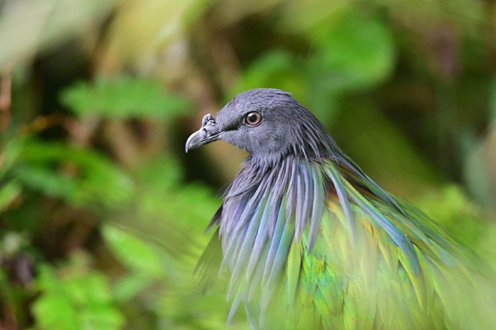 Nicobar Pigeon — Borneo wildlife, book, free download, jungle tour, bird, bird tour