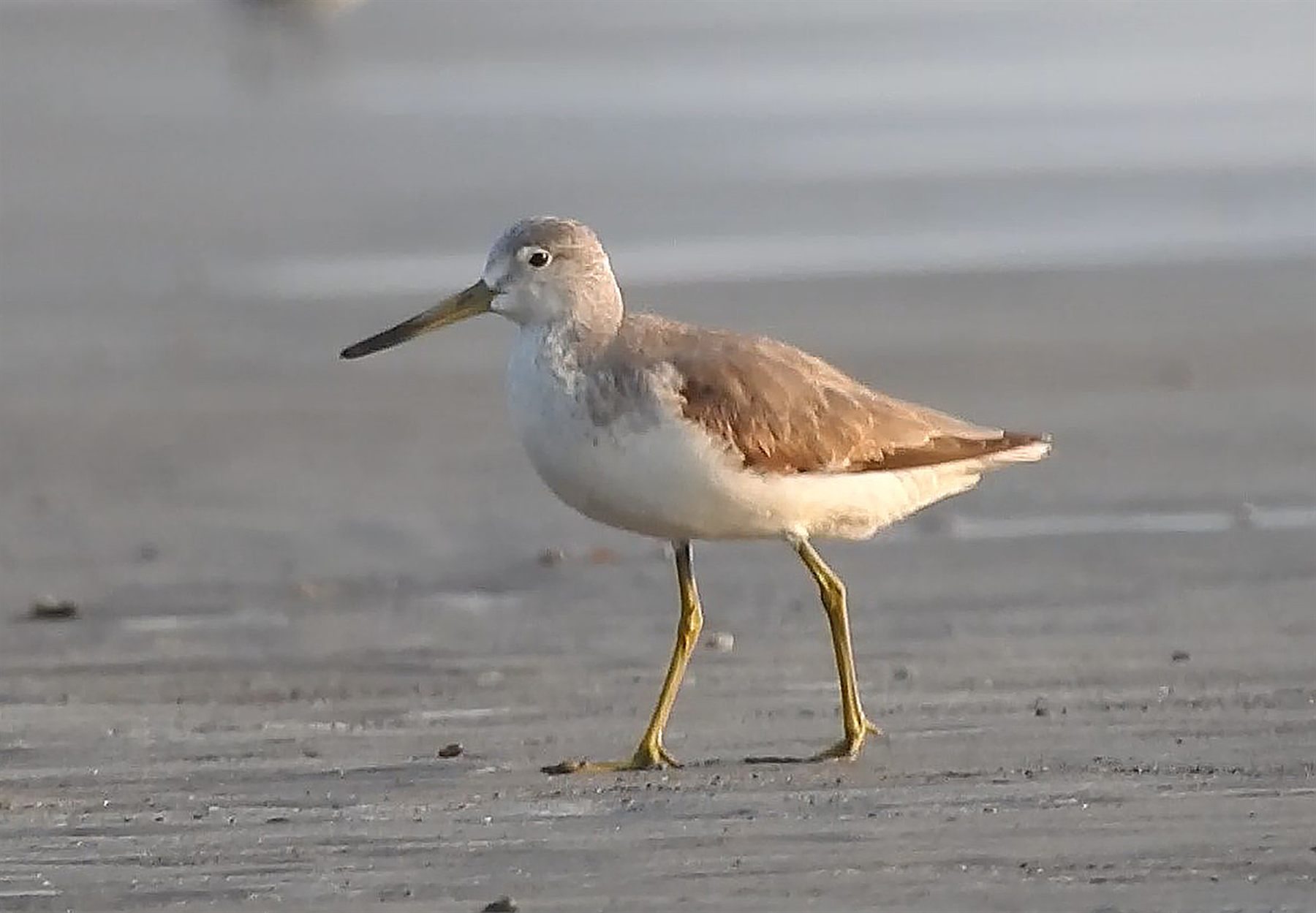 Nordmann's Greenshank — Borneo wildlife, book, free download, jungle tour, bird, bird tour
