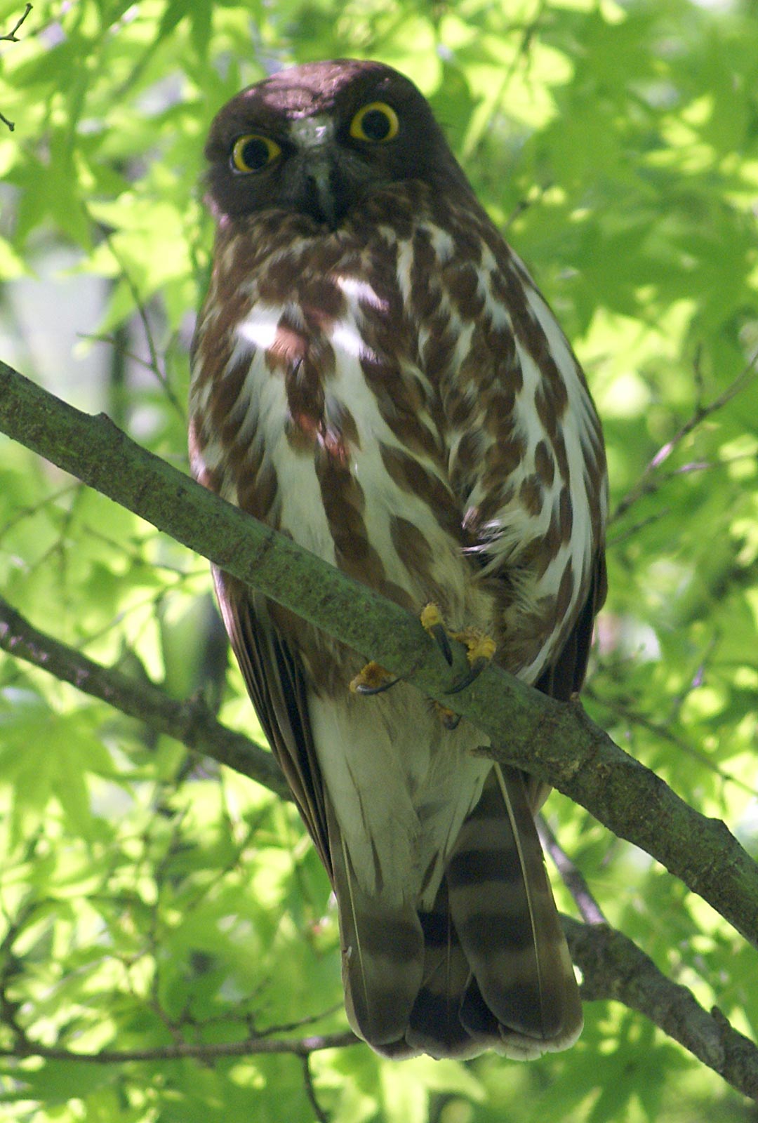 Northern Boobook — Borneo wildlife, book, free download, jungle tour, bird, bird tour