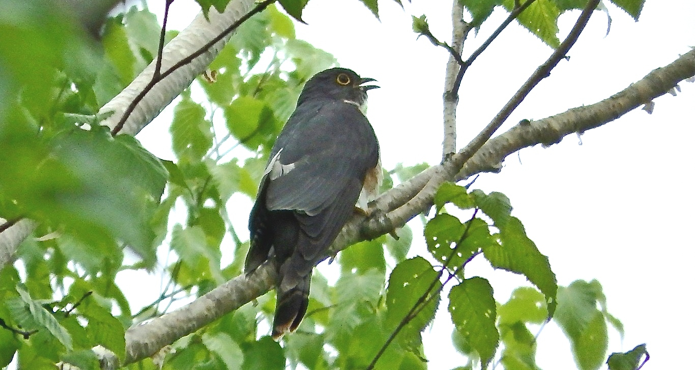 Northern Hawk-Cuckoo — Borneo wildlife, book, free download, jungle tour, bird, bird tour