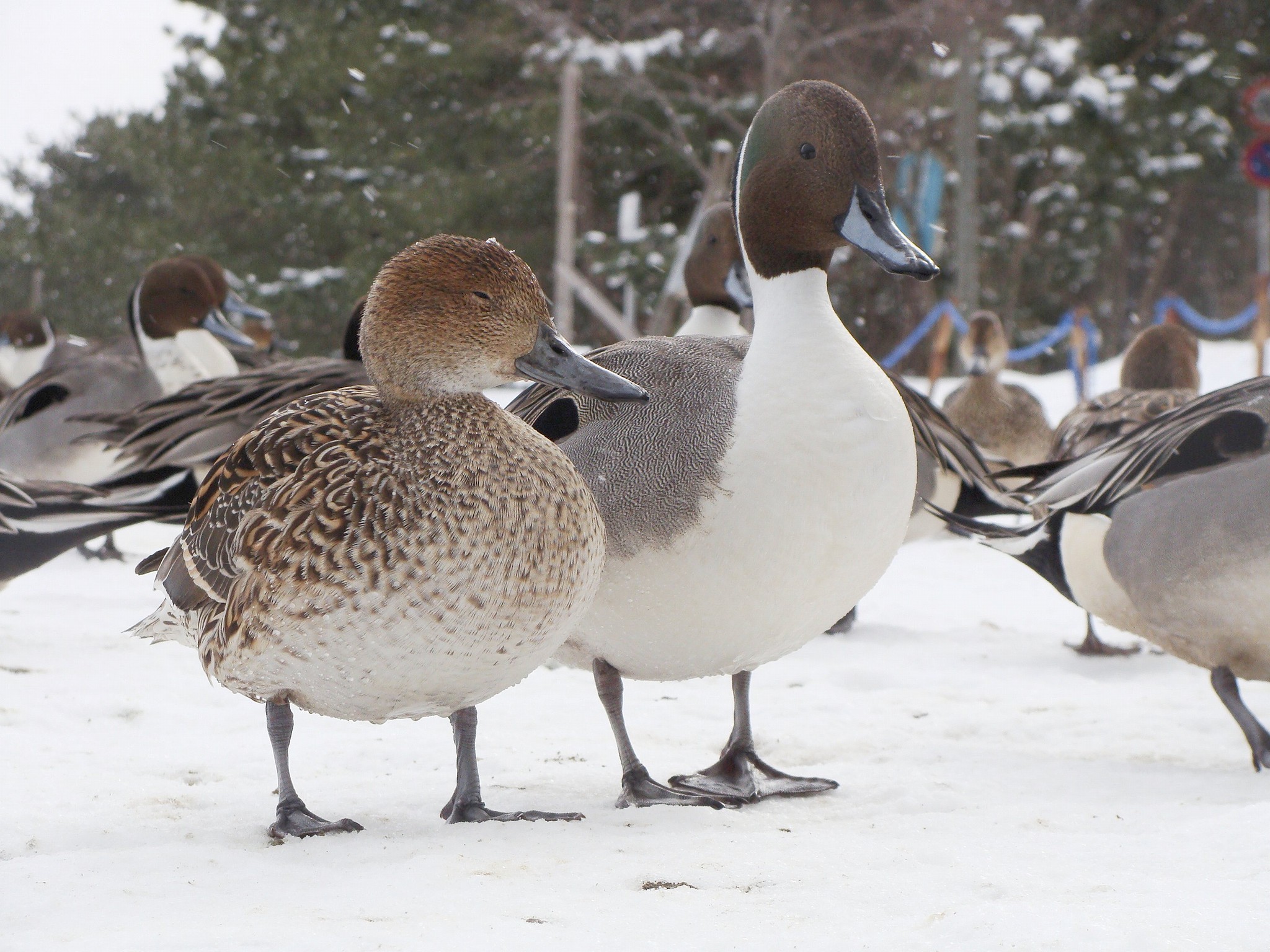 Northern Pintail — Borneo wildlife, book, free download, jungle tour, bird, bird tour