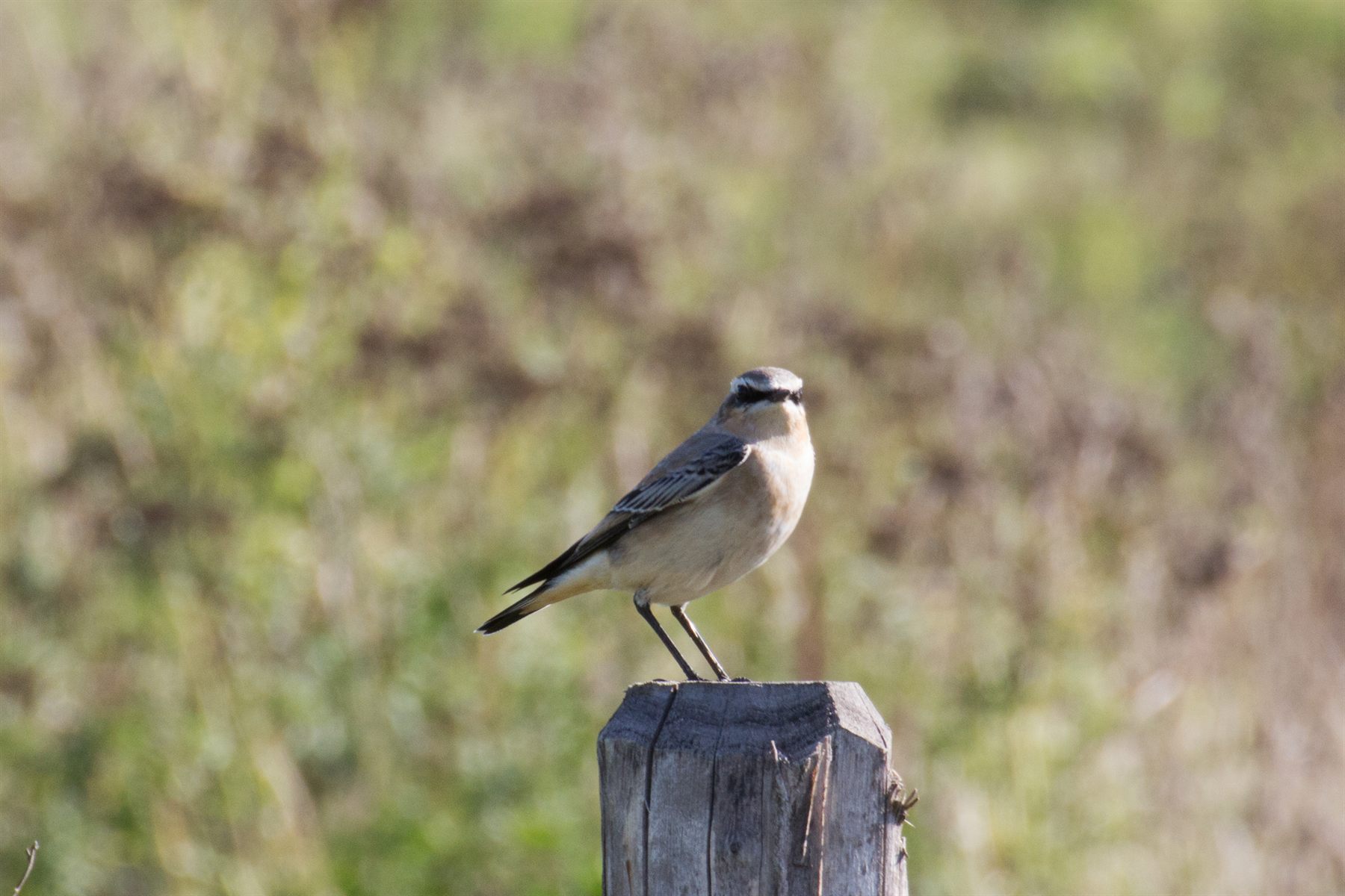 Northern Wheatear — Borneo wildlife, book, free download, jungle tour, bird, bird tour