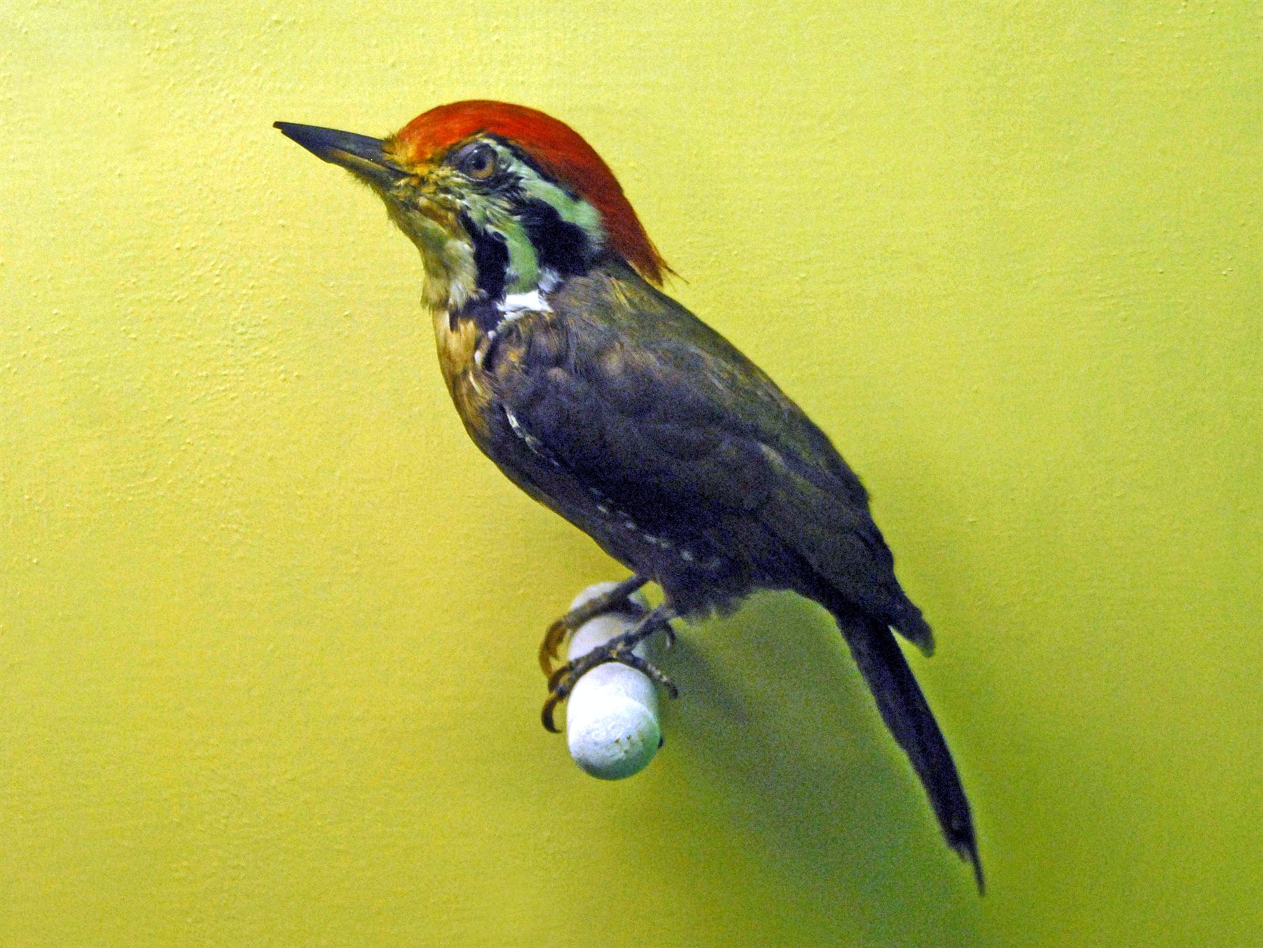 Olive-backed Woodpecker — Borneo wildlife, book, free download, jungle tour, bird, bird tour