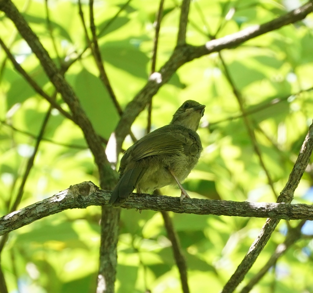 Olive-winged Bulbul — Borneo wildlife, book, free download, jungle tour, bird, bird tour
