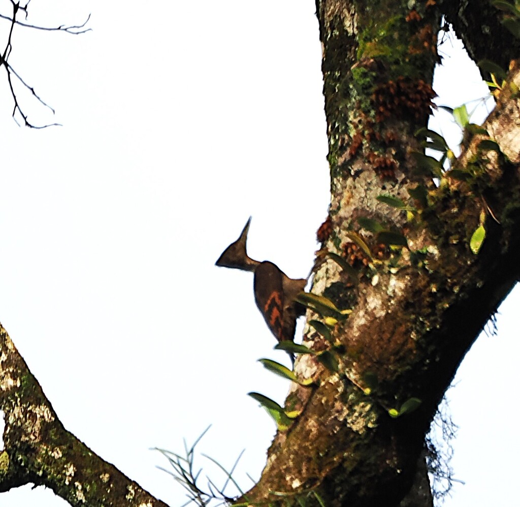 Orange-backed Woodpecker — Borneo wildlife, book, free download, jungle tour, bird, bird tour