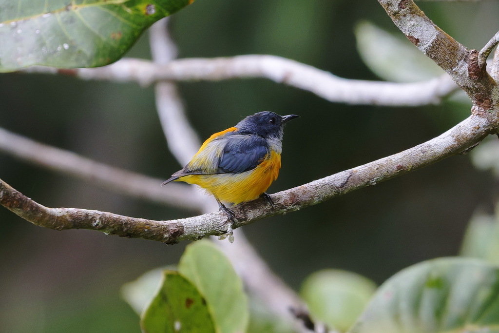 Orange-bellied Flowerpecker — Borneo wildlife, book, free download, jungle tour, bird, bird tour