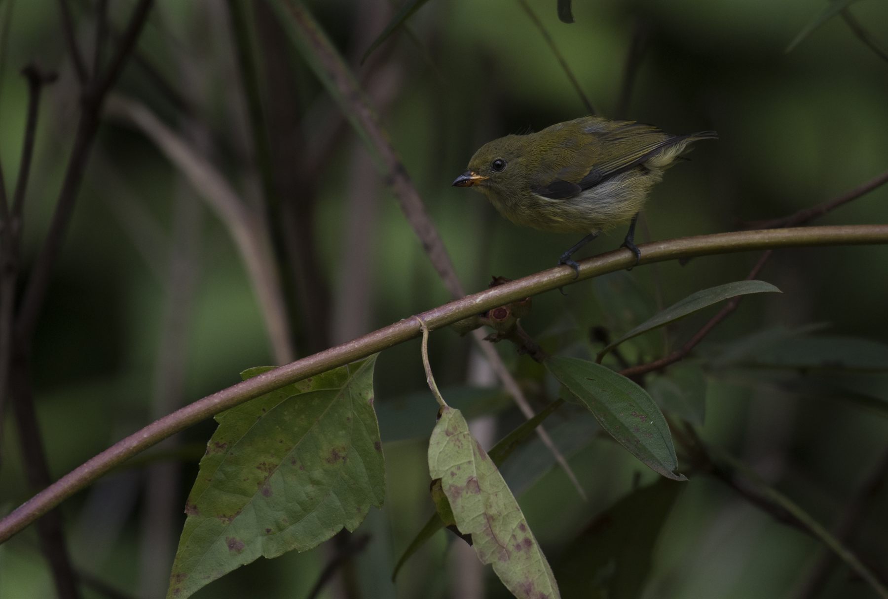 Orange-bellied Flowerpecker — Borneo wildlife, book, free download, jungle tour, bird, bird tour