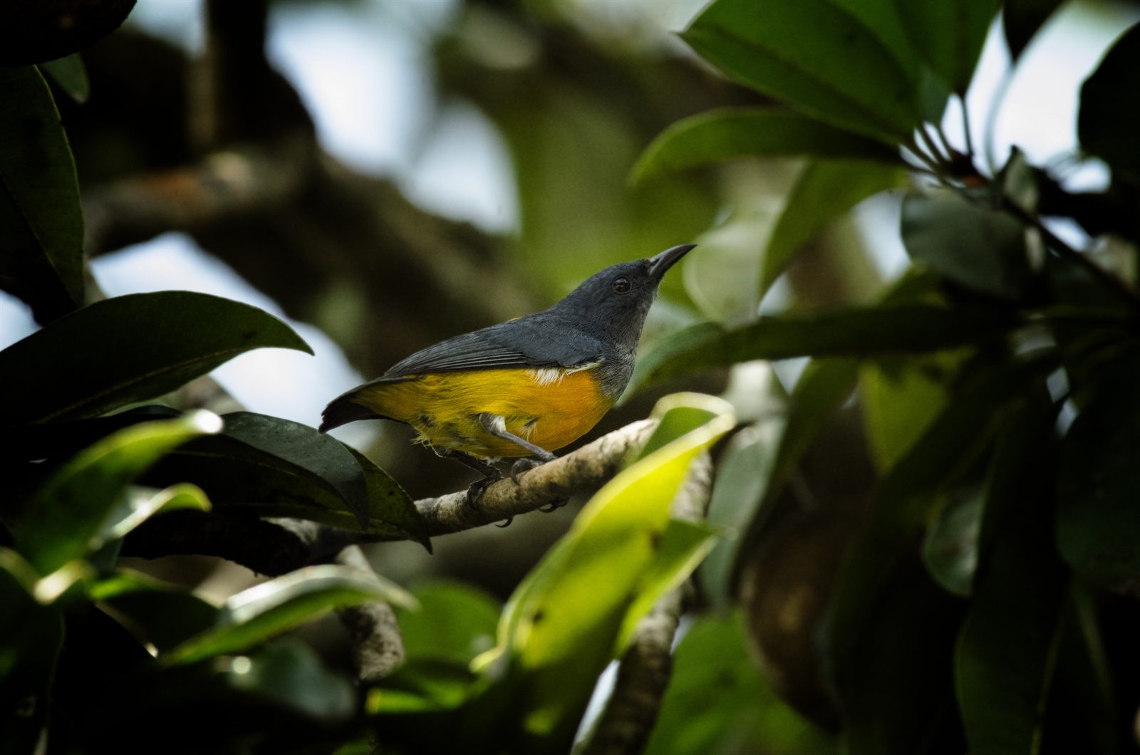Orange-bellied Flowerpecker — Borneo wildlife, book, free download, jungle tour, bird, bird tour