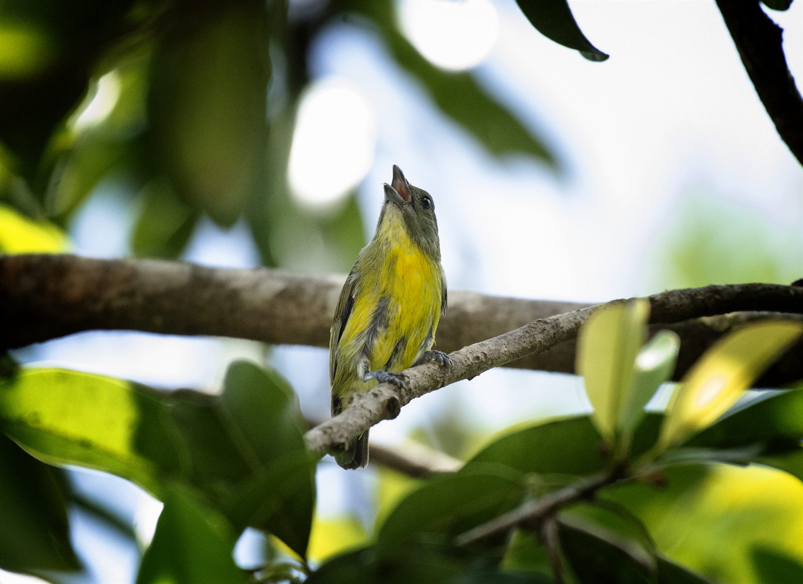 Orange-bellied Flowerpecker — Borneo wildlife, book, free download, jungle tour, bird, bird tour