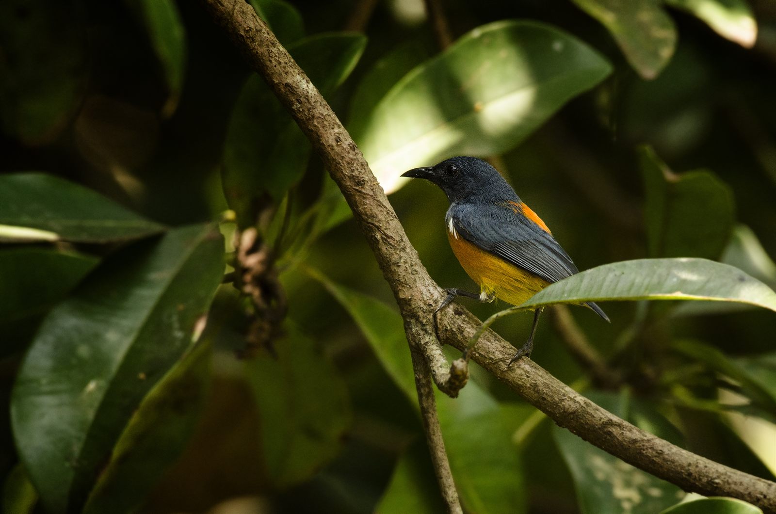 Orange-bellied Flowerpecker — Borneo wildlife, book, free download, jungle tour, bird, bird tour