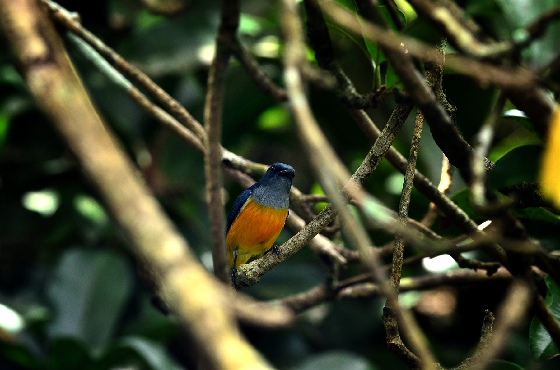 Orange-bellied Flowerpecker — Borneo wildlife, book, free download, jungle tour, bird, bird tour