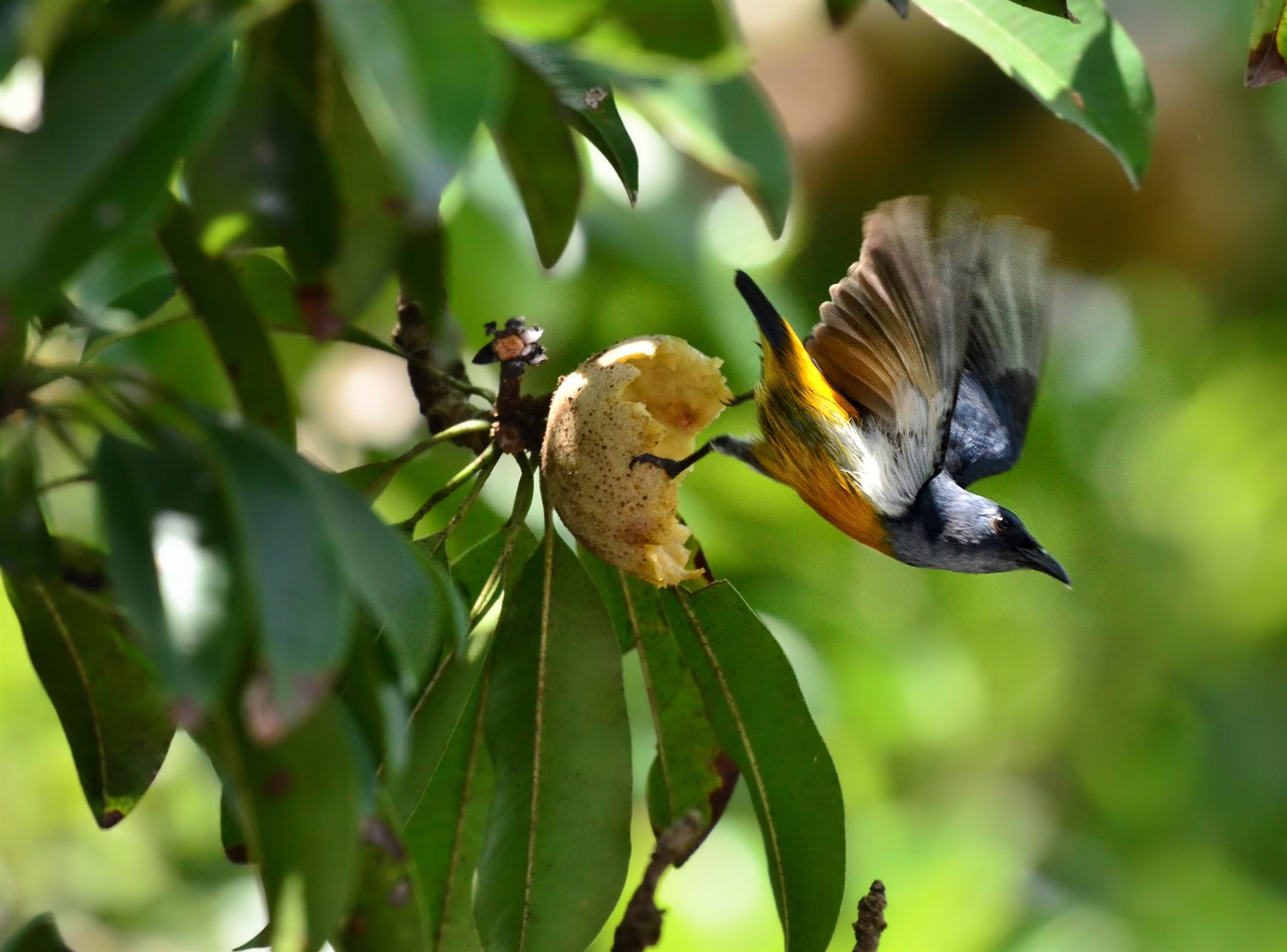 Orange-bellied Flowerpecker — Borneo wildlife, book, free download, jungle tour, bird, bird tour