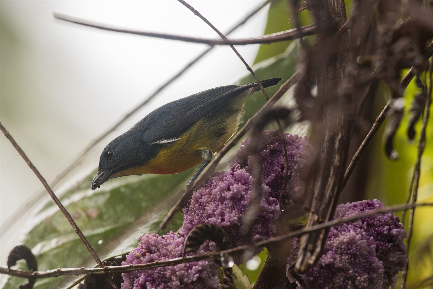 Orange-bellied Flowerpecker — Borneo wildlife, book, free download, jungle tour, bird, bird tour