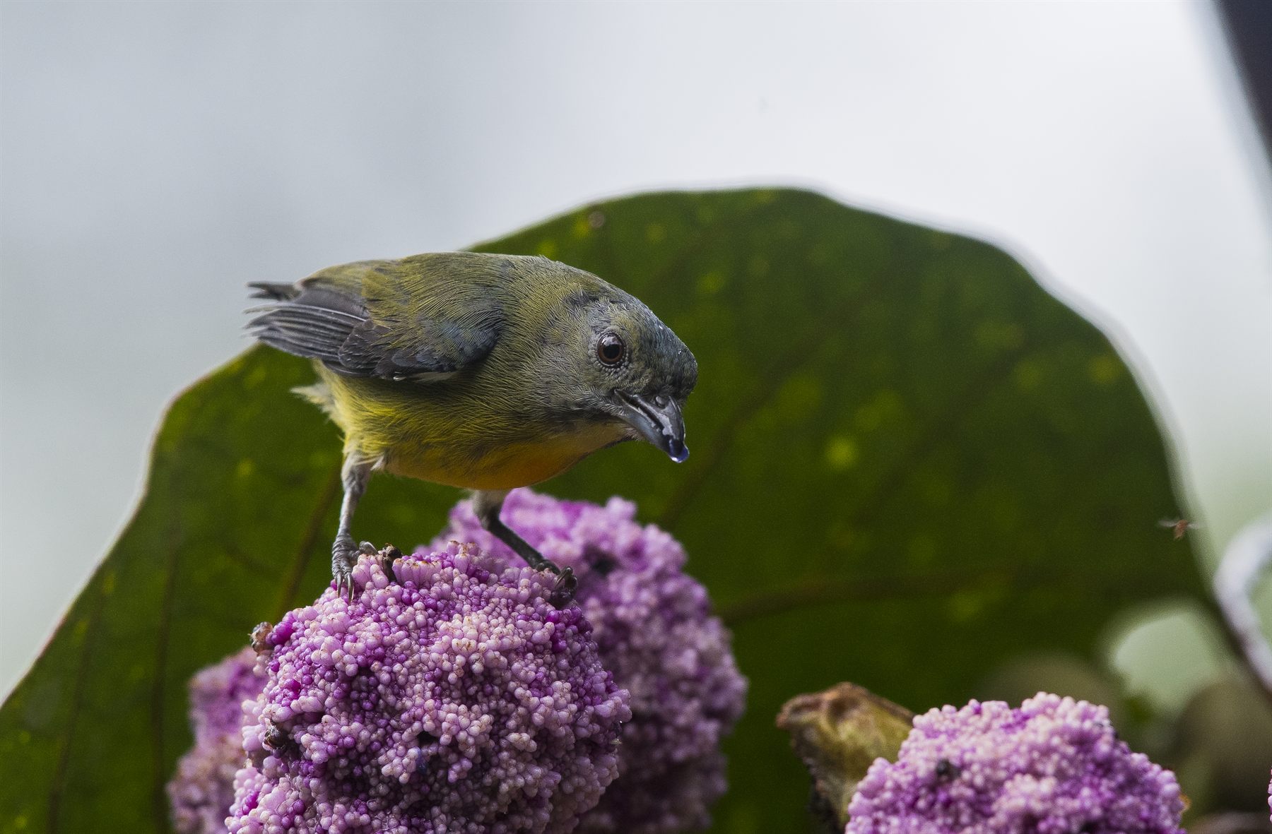 Orange-bellied Flowerpecker — Borneo wildlife, book, free download, jungle tour, bird, bird tour