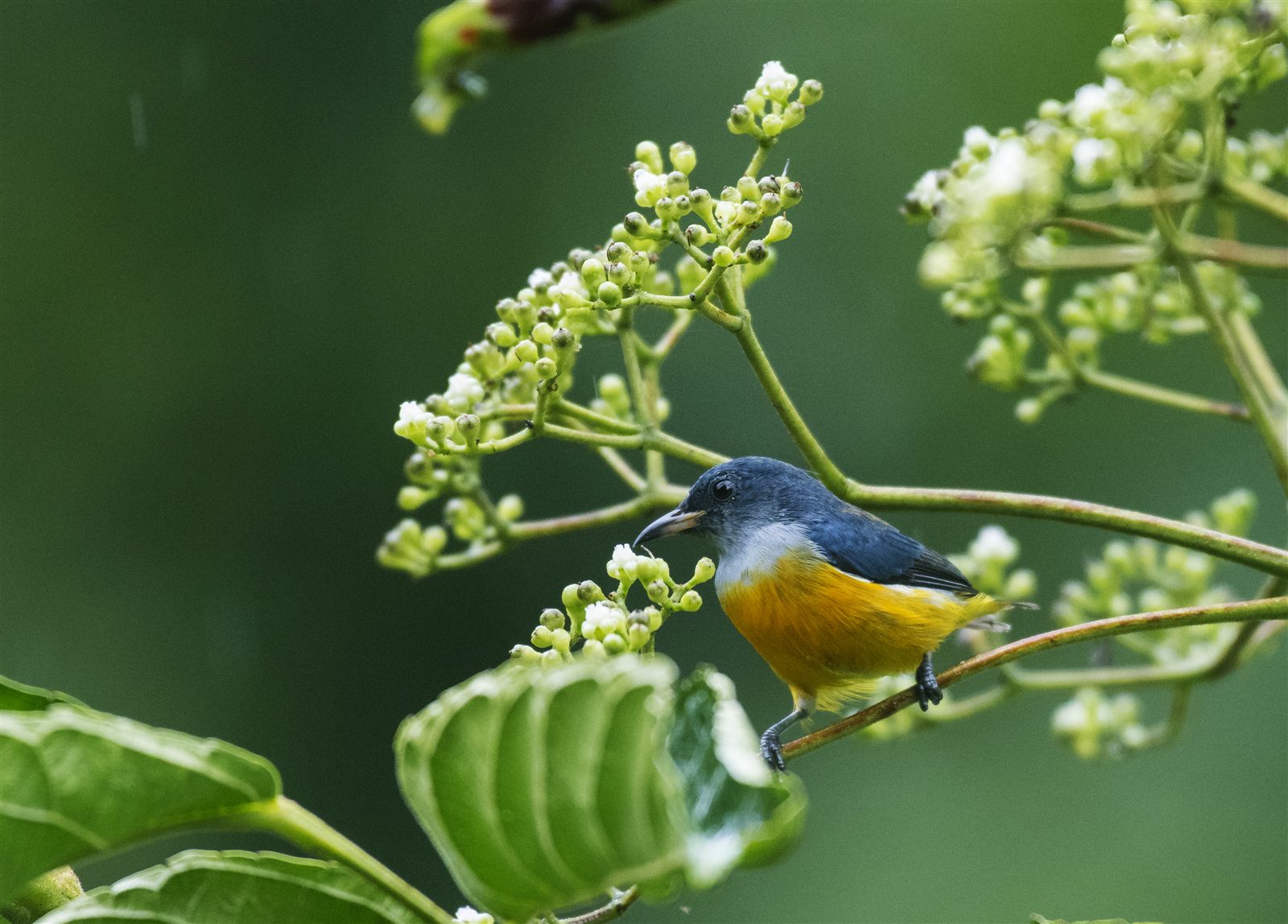 Orange-bellied Flowerpecker — Borneo wildlife, book, free download, jungle tour, bird, bird tour