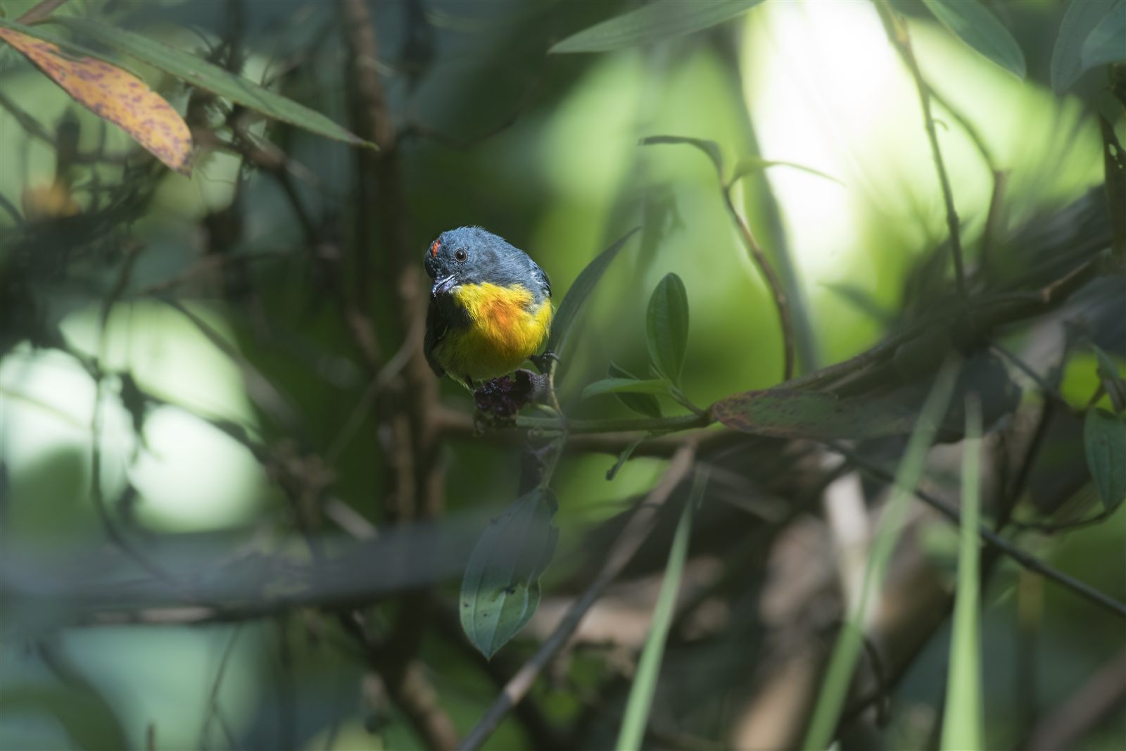 Orange-bellied Flowerpecker — Borneo wildlife, book, free download, jungle tour, bird, bird tour