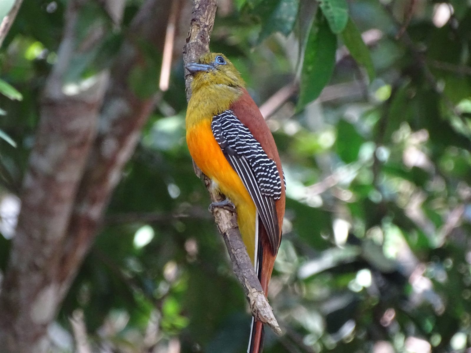 Orange-breasted Trogon — Borneo wildlife, book, free download, jungle tour, bird, bird tour