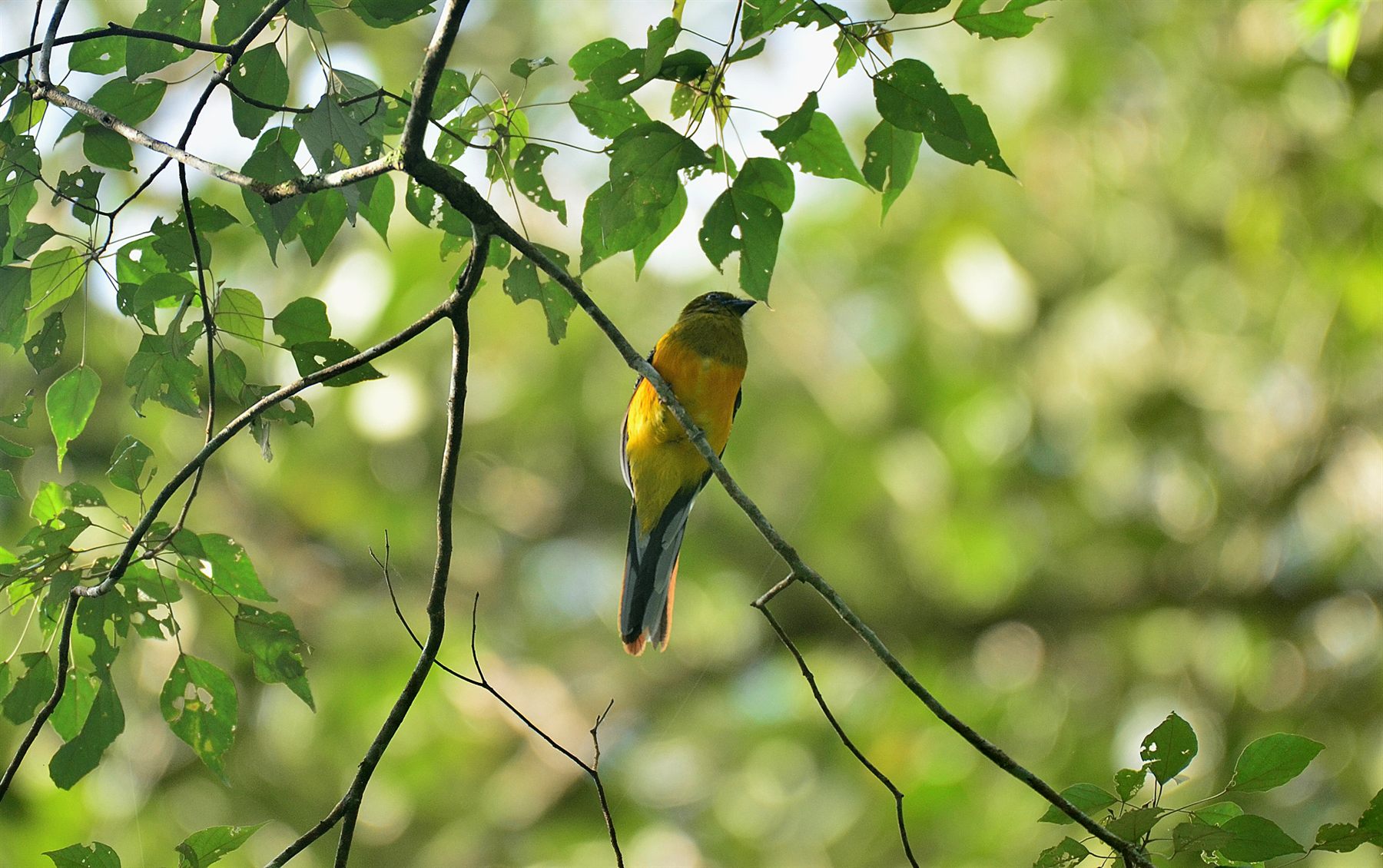Orange-breasted Trogon — Borneo wildlife, book, free download, jungle tour, bird, bird tour