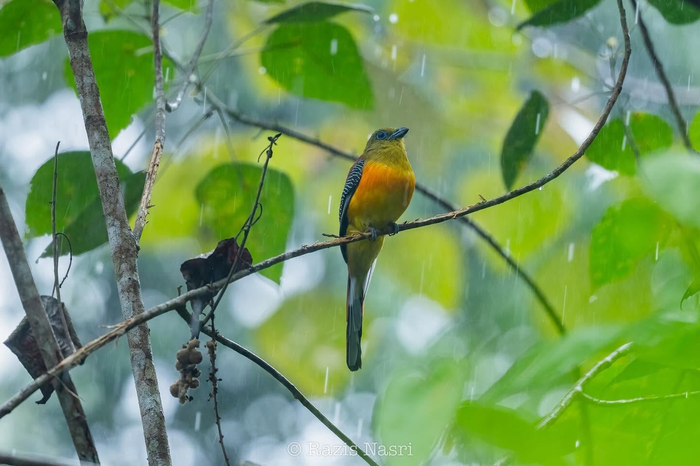Orange-breasted Trogon — Borneo wildlife, book, free download, jungle tour, bird, bird tour