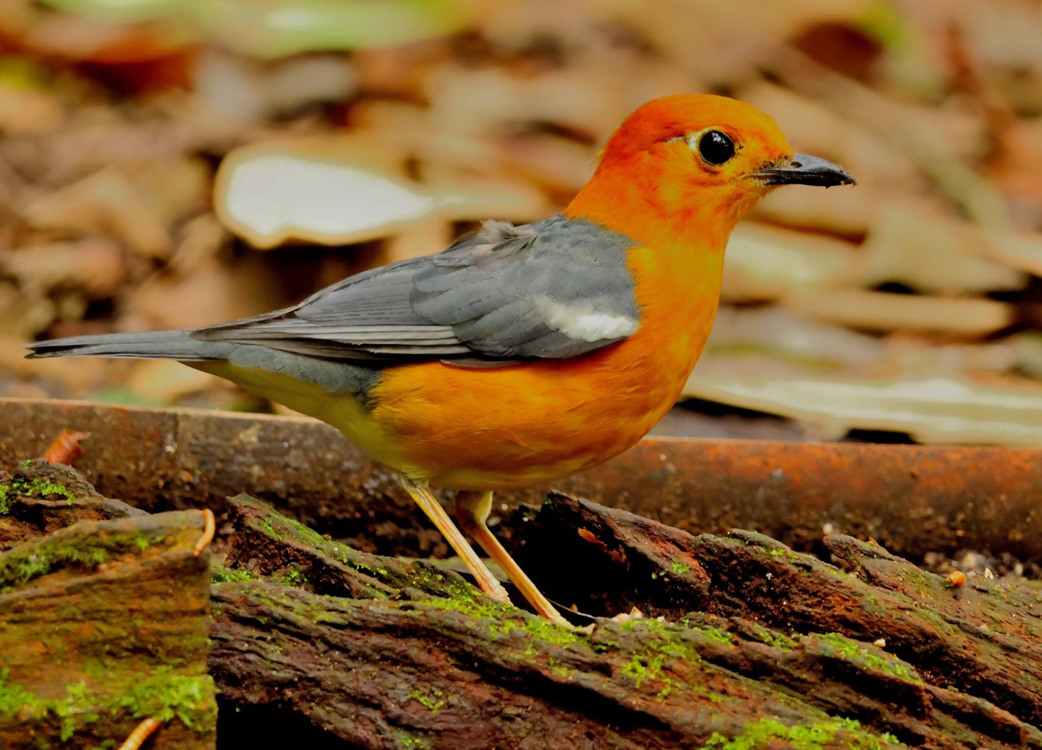 Orange-headed Thrush — Borneo wildlife, book, free download, jungle tour, bird, bird tour
