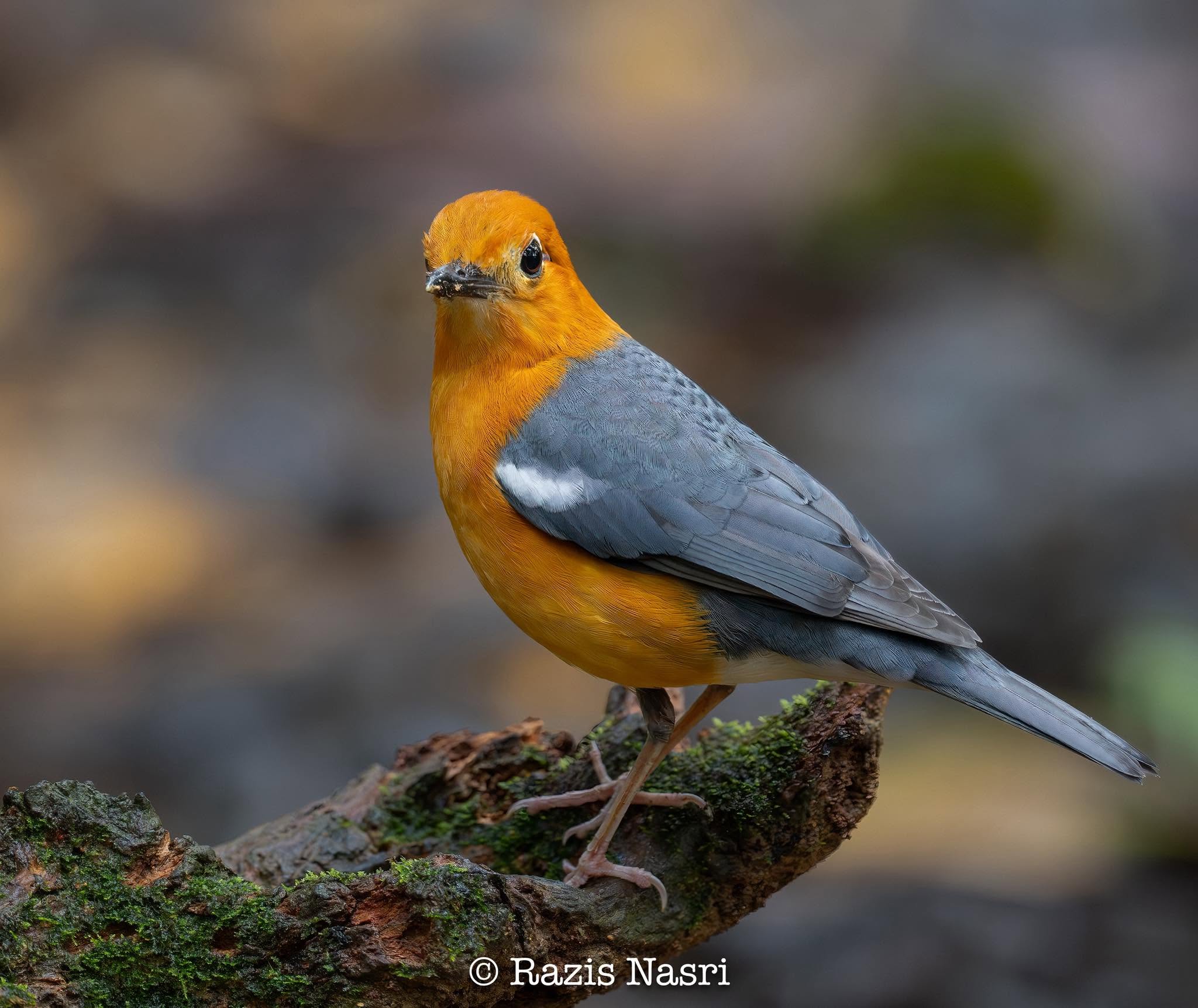 Orange-headed Thrush — Borneo wildlife, book, free download, jungle tour, bird, bird tour