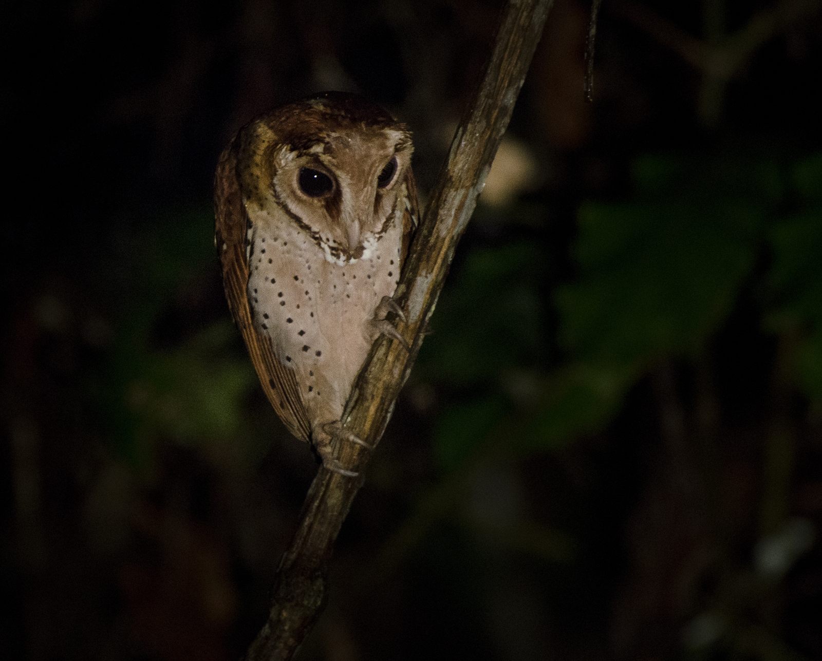 Oriental Bay-Owl — Borneo wildlife, book, free download, jungle tour, bird, bird tour