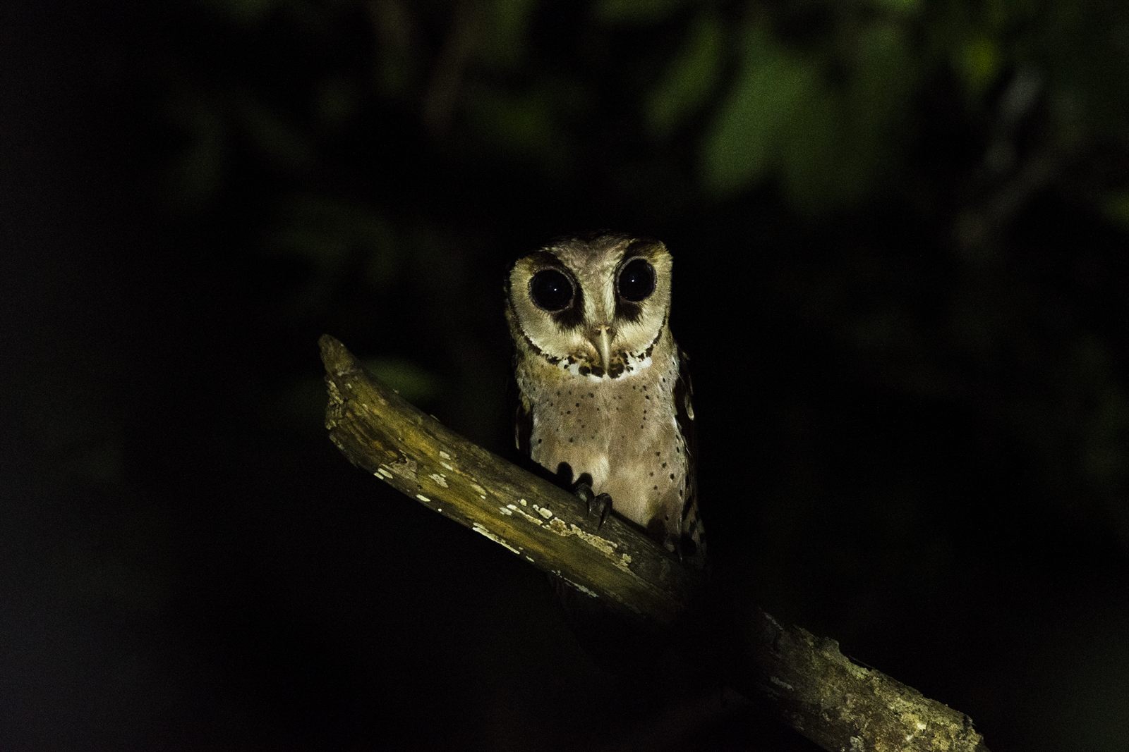 Oriental Bay-Owl — Borneo wildlife, book, free download, jungle tour, bird, bird tour