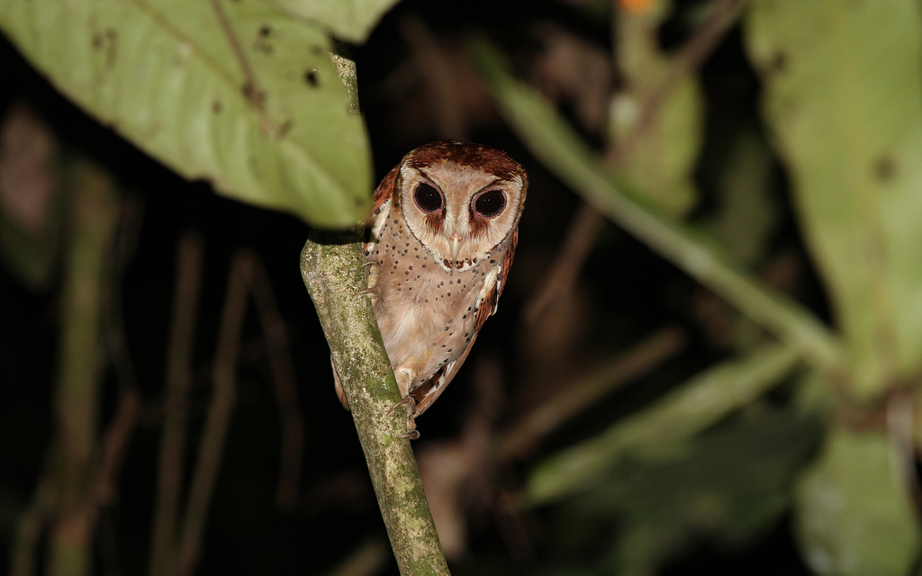 Oriental Bay-Owl — Borneo wildlife, book, free download, jungle tour, bird, bird tour