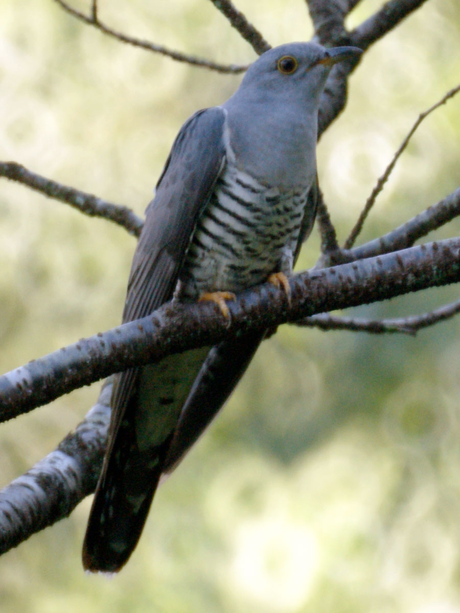 Oriental Cuckoo — Borneo wildlife, book, free download, jungle tour, bird, bird tour
