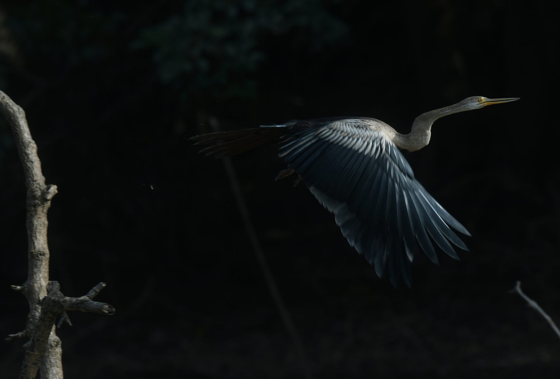 Oriental Darter — Borneo wildlife, book, free download, jungle tour, bird, bird tour