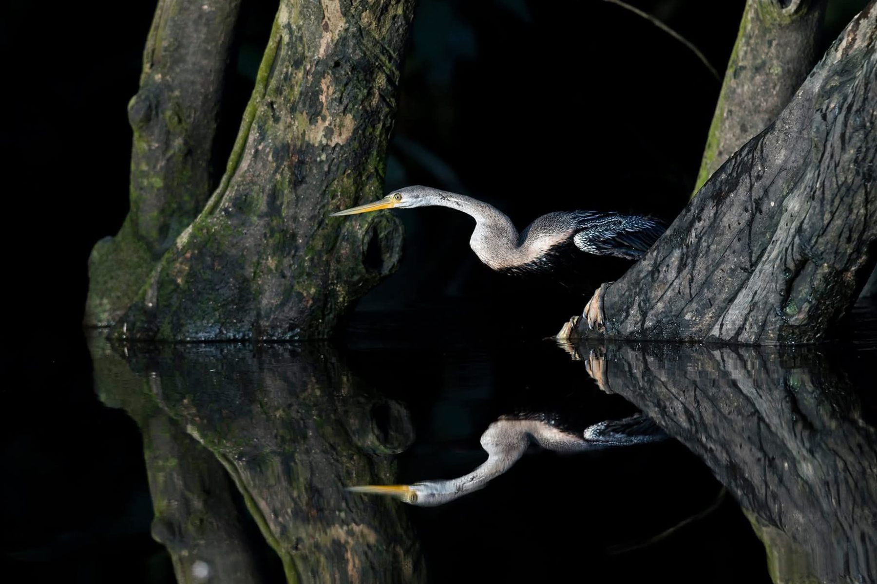 Oriental Darter — Borneo wildlife, book, free download, jungle tour, bird, bird tour