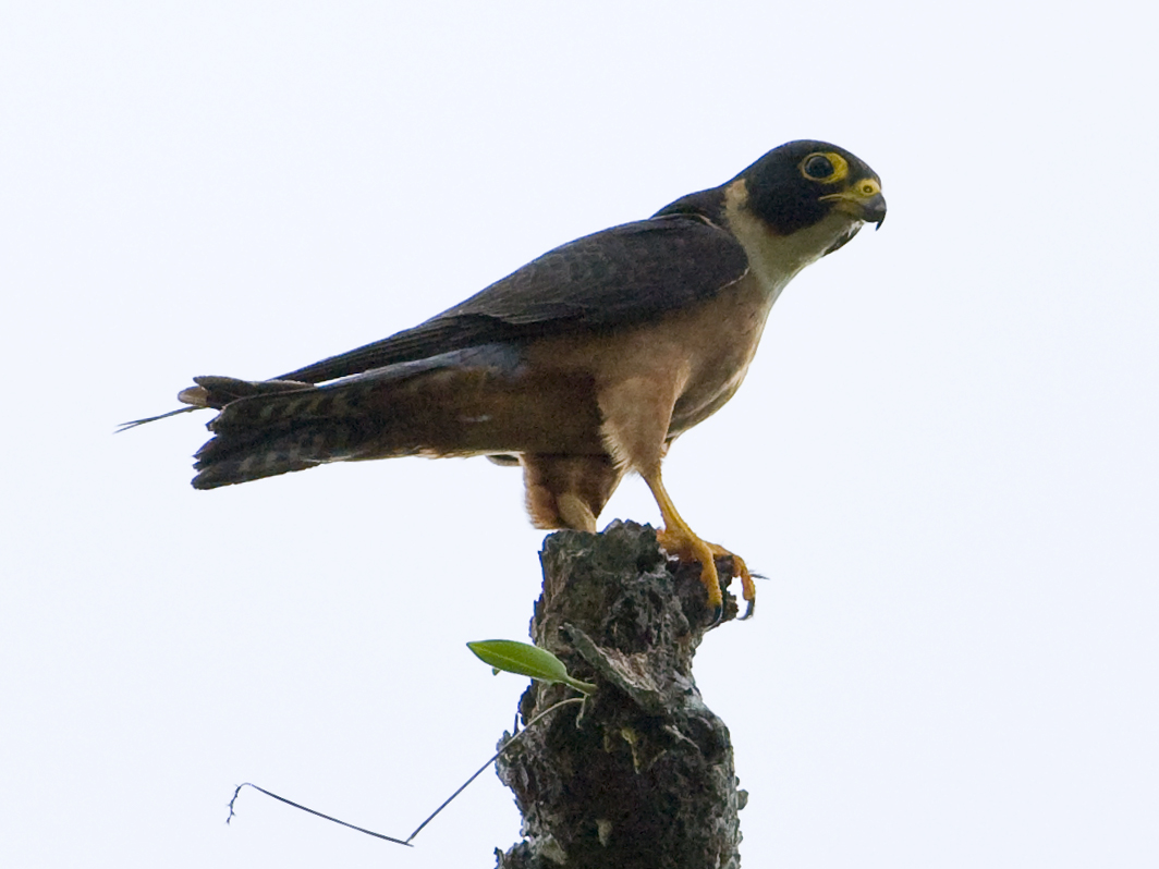 Oriental Hobby — Borneo wildlife, book, free download, jungle tour, bird, bird tour