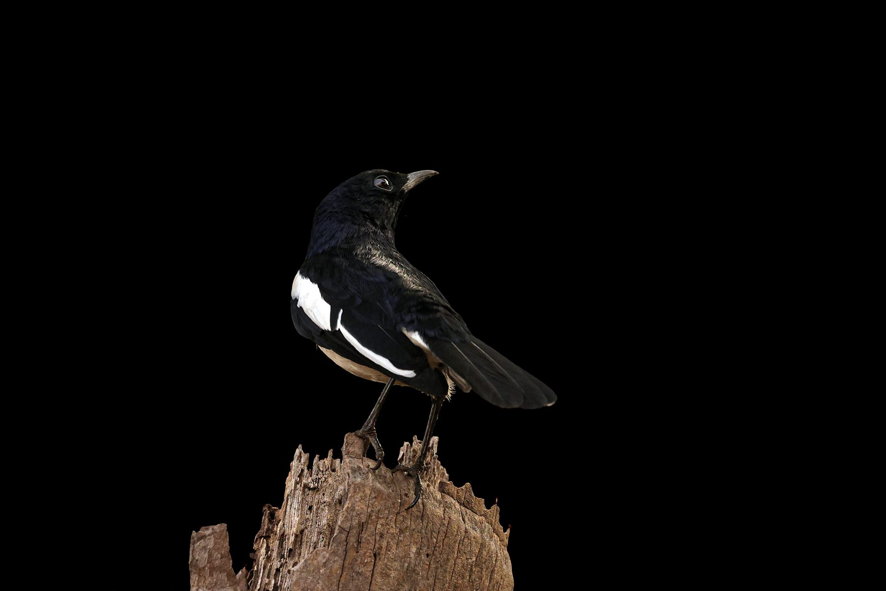 Oriental Magpie-Robin — Borneo wildlife, book, free download, jungle tour, bird, bird tour