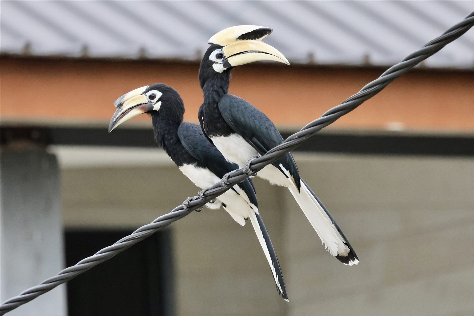 Oriental Pied-Hornbill — Borneo wildlife, book, free download, jungle tour, bird, bird tour