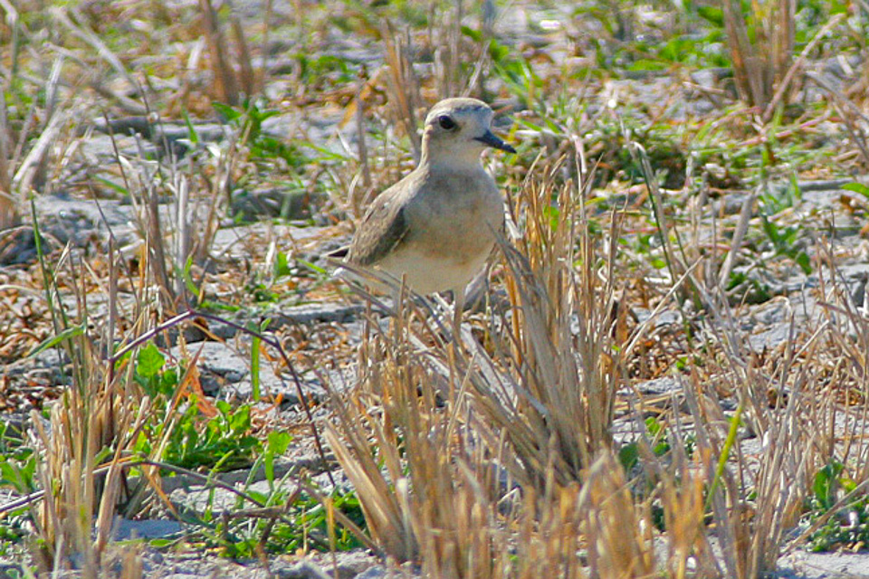 Oriental Plover — Borneo wildlife, book, free download, jungle tour, bird, bird tour