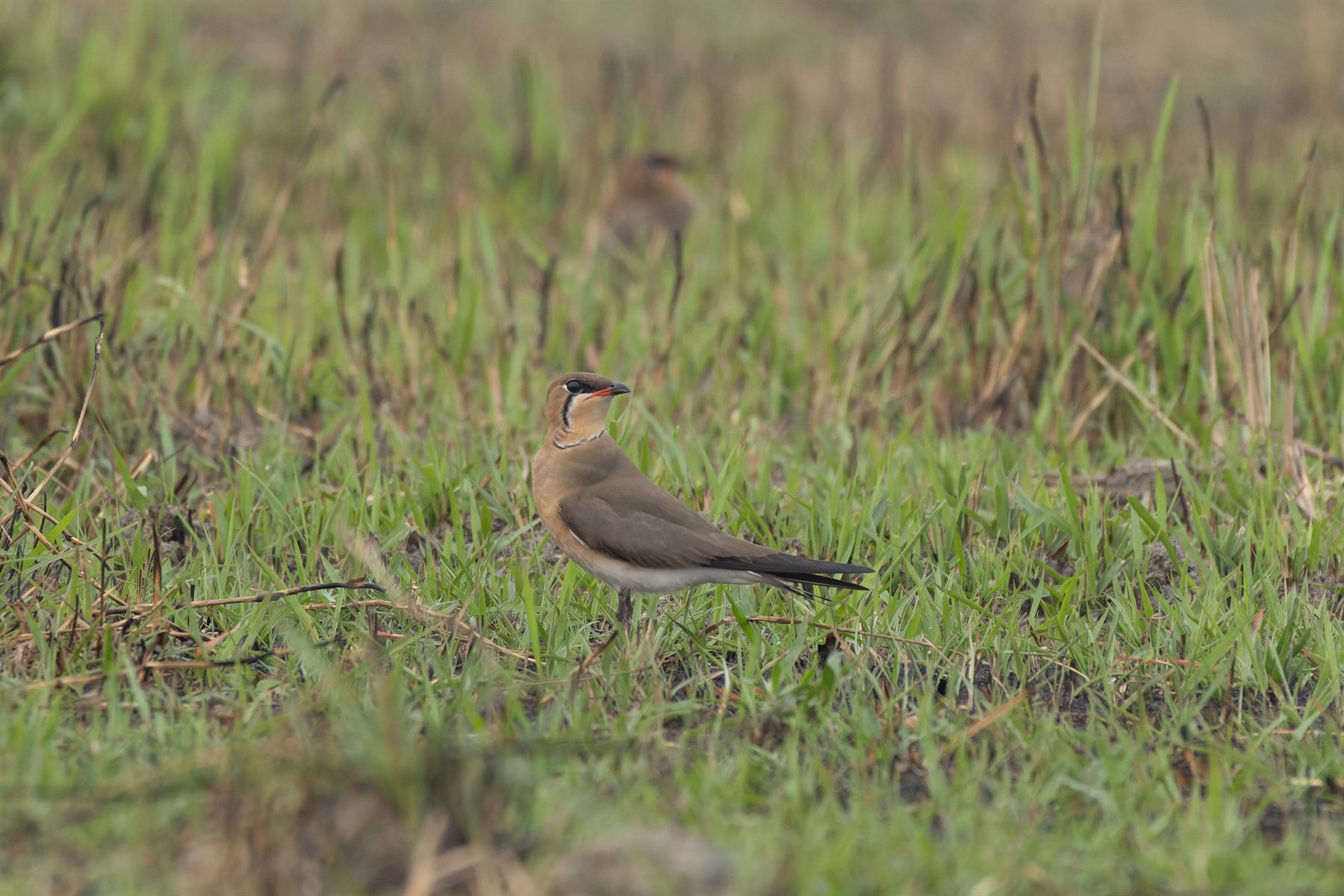 Oriental Pratincole — Borneo wildlife, book, free download, jungle tour, bird, bird tour