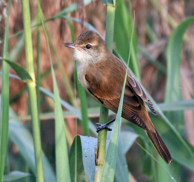 Oriental Reed Warbler — Borneo wildlife, book, free download, jungle tour, bird, bird tour