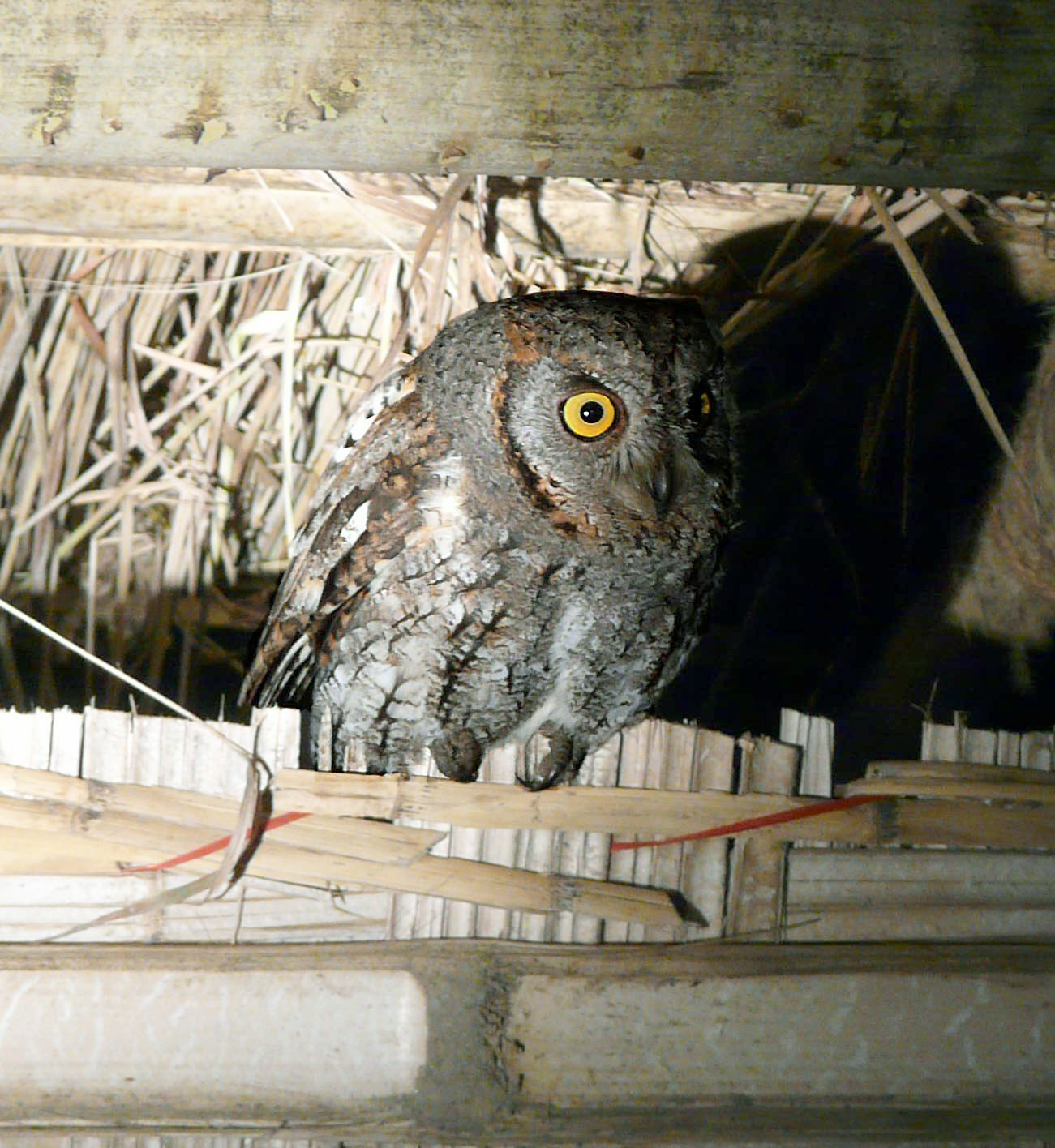 Oriental Scops-Owl — Borneo wildlife, book, free download, jungle tour, bird, bird tour