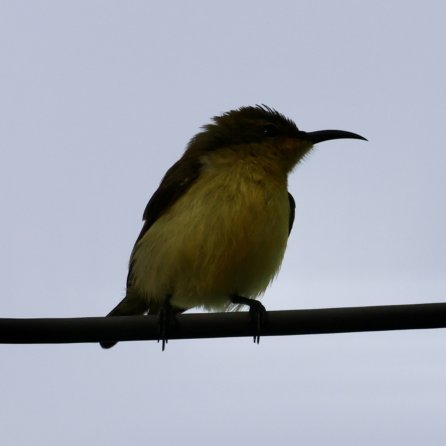 Ornate Sunbird — Borneo wildlife, book, free download, jungle tour, bird, bird tour