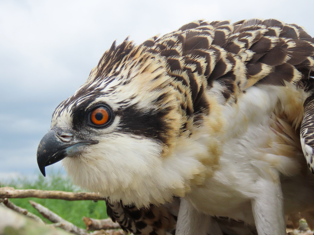 Osprey — Borneo wildlife, book, free download, jungle tour, bird, bird tour
