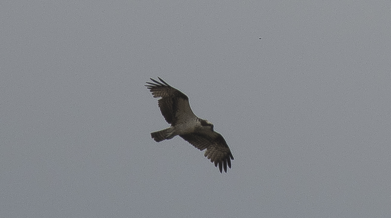 Osprey — Borneo wildlife, book, free download, jungle tour, bird, bird tour