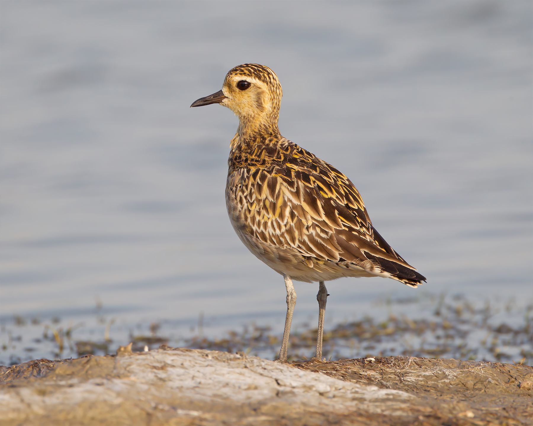 Pacific Golden-Plover — Borneo wildlife, book, free download, jungle tour, bird, bird tour