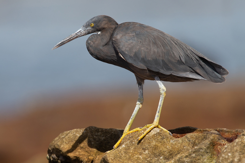 Pacific Reef-Heron — Borneo wildlife, book, free download, jungle tour, bird, bird tour