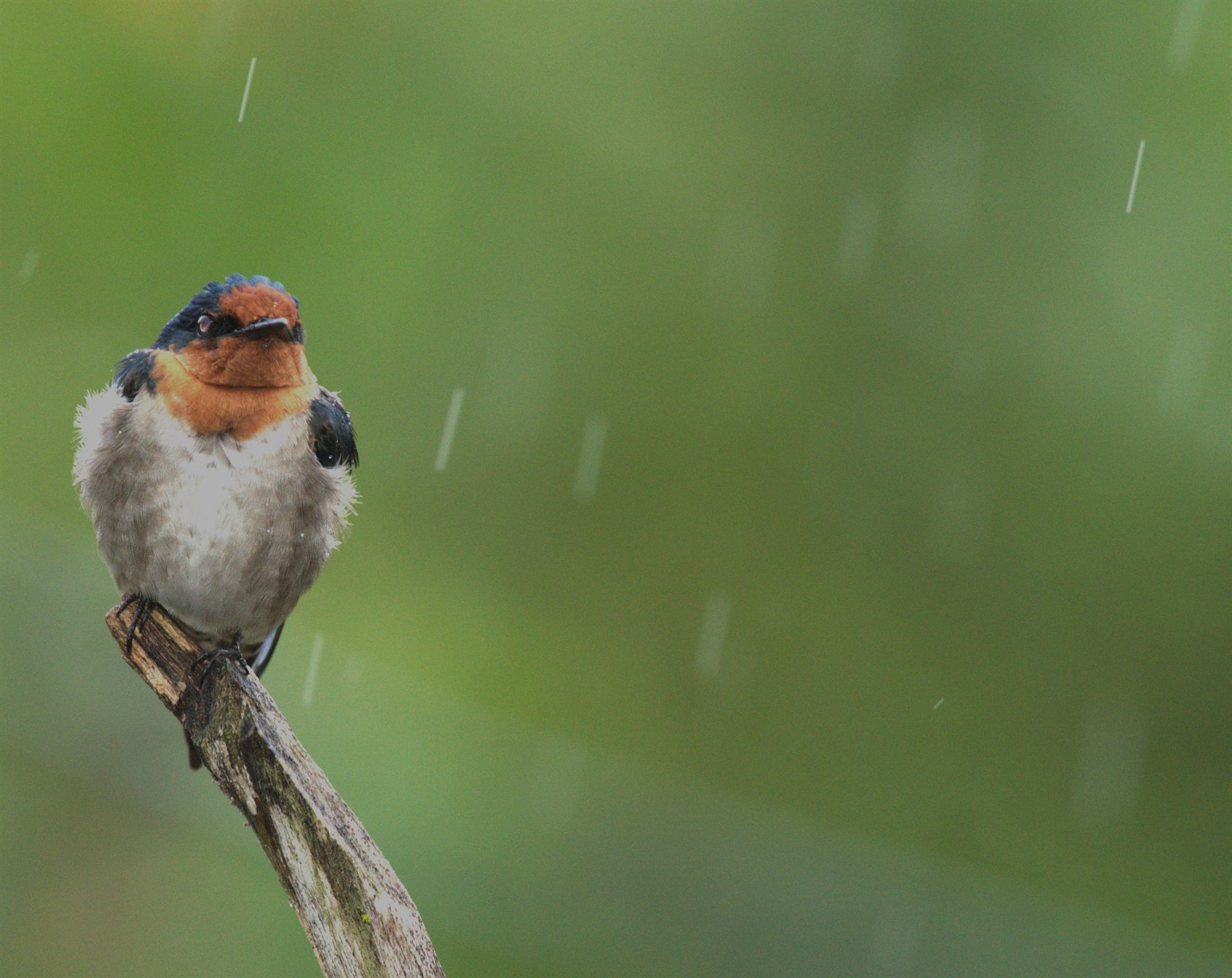 Pacific Swallow — Borneo wildlife, book, free download, jungle tour, bird, bird tour