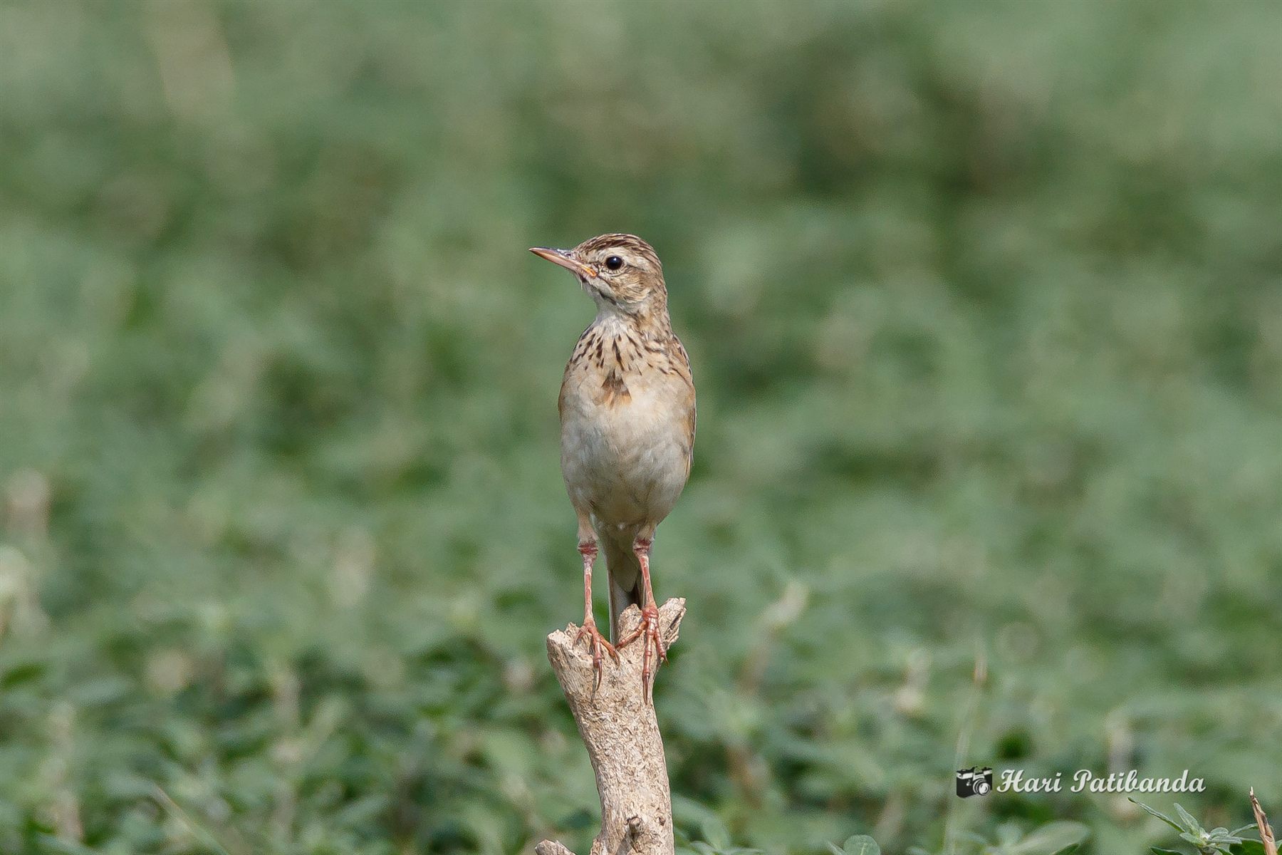 Paddyfield Pipit — Borneo wildlife, book, free download, jungle tour, bird, bird tour