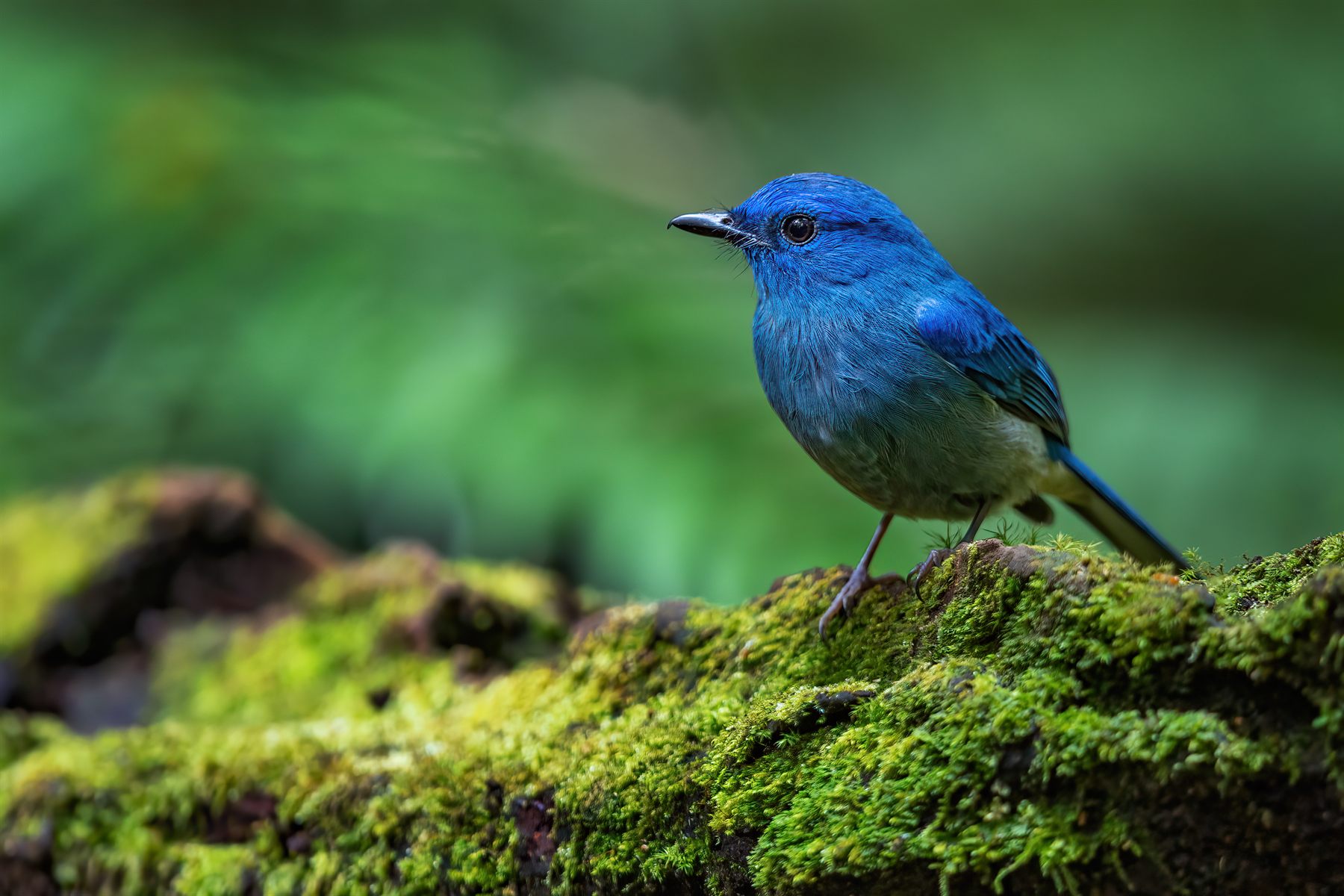 Pale Blue Flycatcher — Borneo wildlife, book, free download, jungle tour, bird, bird tour