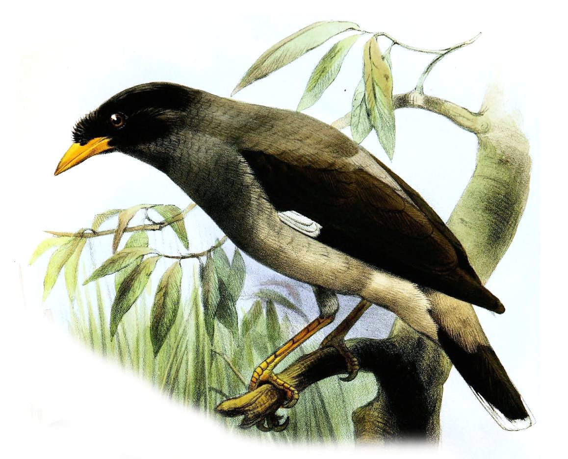 Pale-bellied Myna — Borneo wildlife, book, free download, jungle tour, bird, bird tour